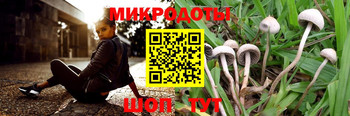 Тайшет  Галлюциногенные грибы Psilocybine cubensis  Вход с VPN 